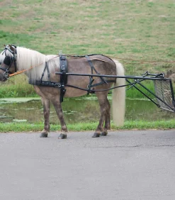 STAR Einspänner Geschirr Economic, Pony und Shetty schwarz New