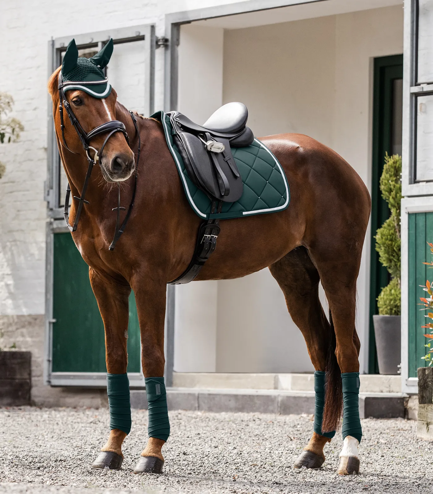 Waldhausen Schabracke Competition Best