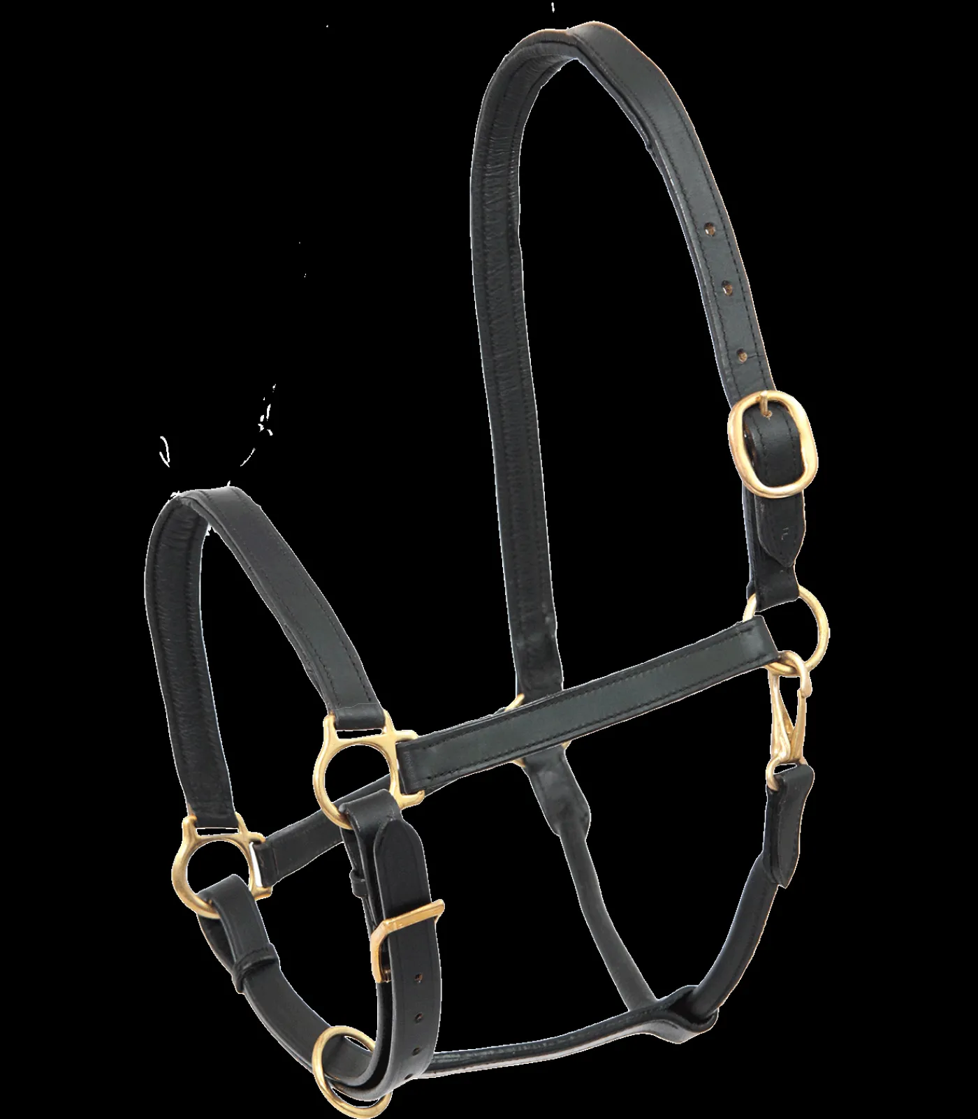 STAR Lederhalfter Robust schwarz Sale